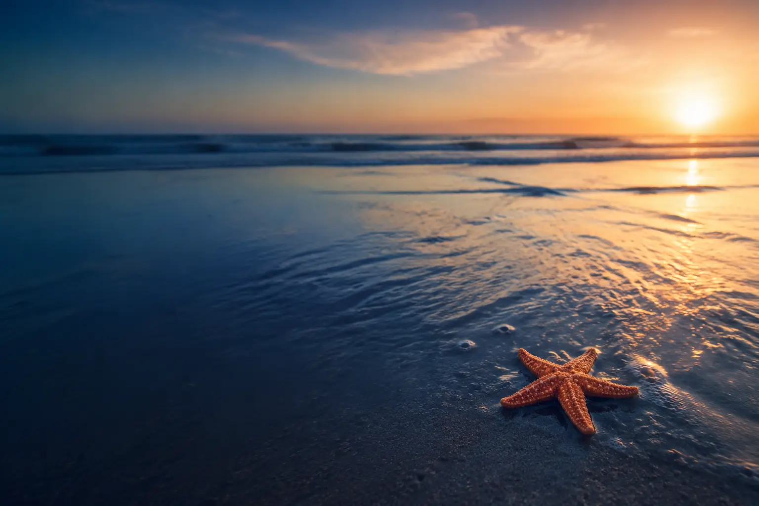 Starfish at the shoreline